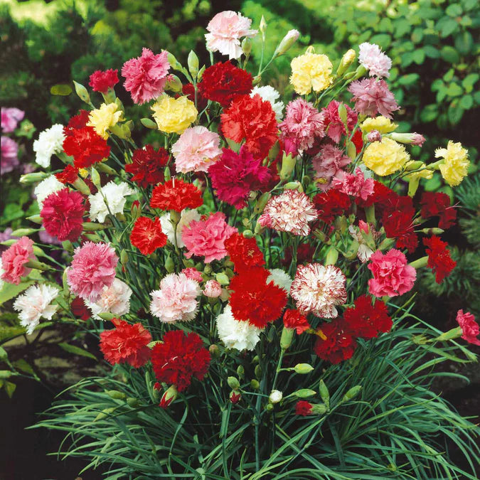 Carnation Seeds - Mix Colors (WINTER)