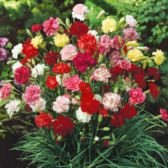 Carnation Seeds - Mix Colors (WINTER)