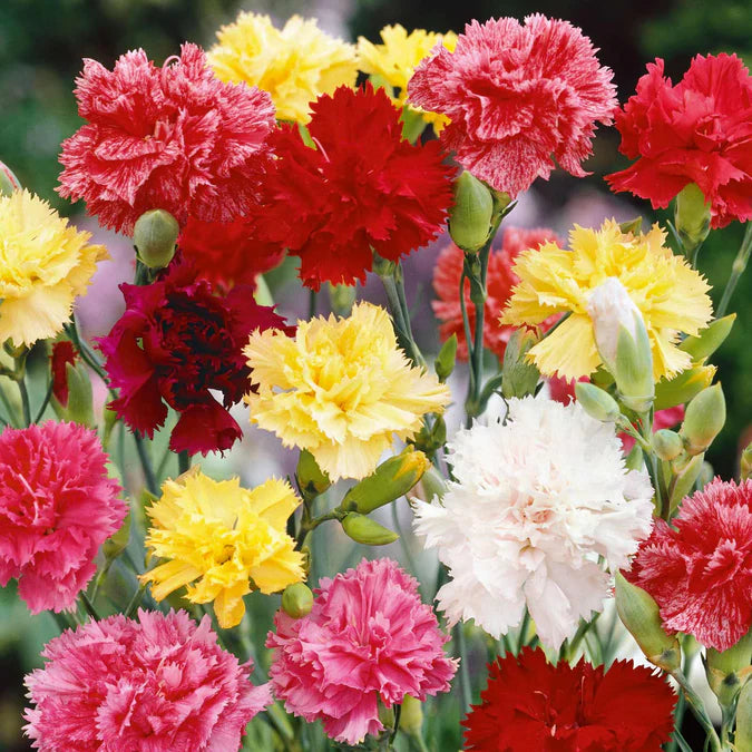 Carnation Seeds - Mix Colors (WINTER)