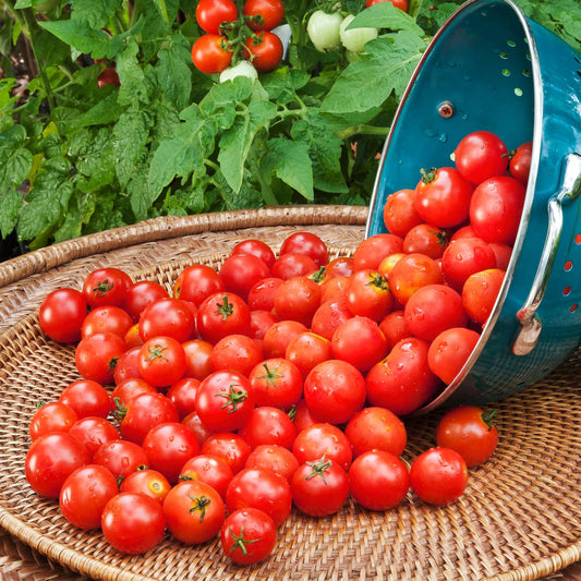 Cherry Tomato Seeds - Red Determinate (HL) {SUMMER/WINTER} چیری ٹماٹر لال