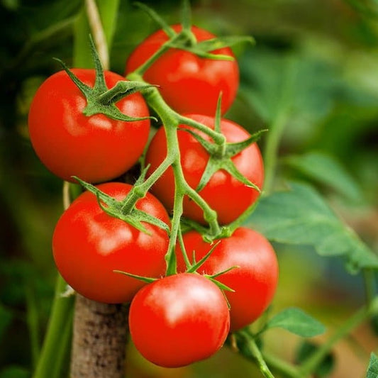 Cherry Tomato Seeds - Red Determinate (HL) {SUMMER/WINTER} چیری ٹماٹر لال