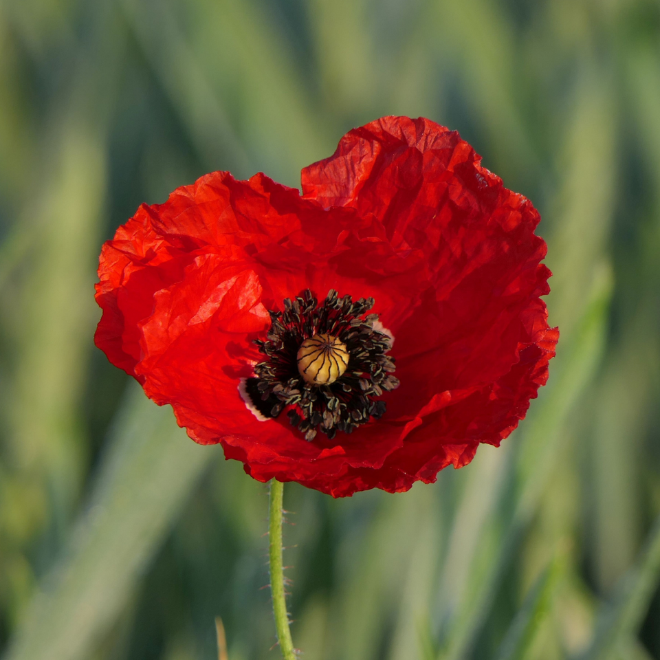 corn-poppy-red-papaver-rhoeas-flower-pakistan.jpg-1