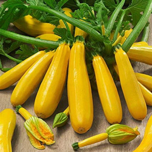 Zucchini (Summer Squash) Gold Rush, F1 - Holland {SUMMER} 2g