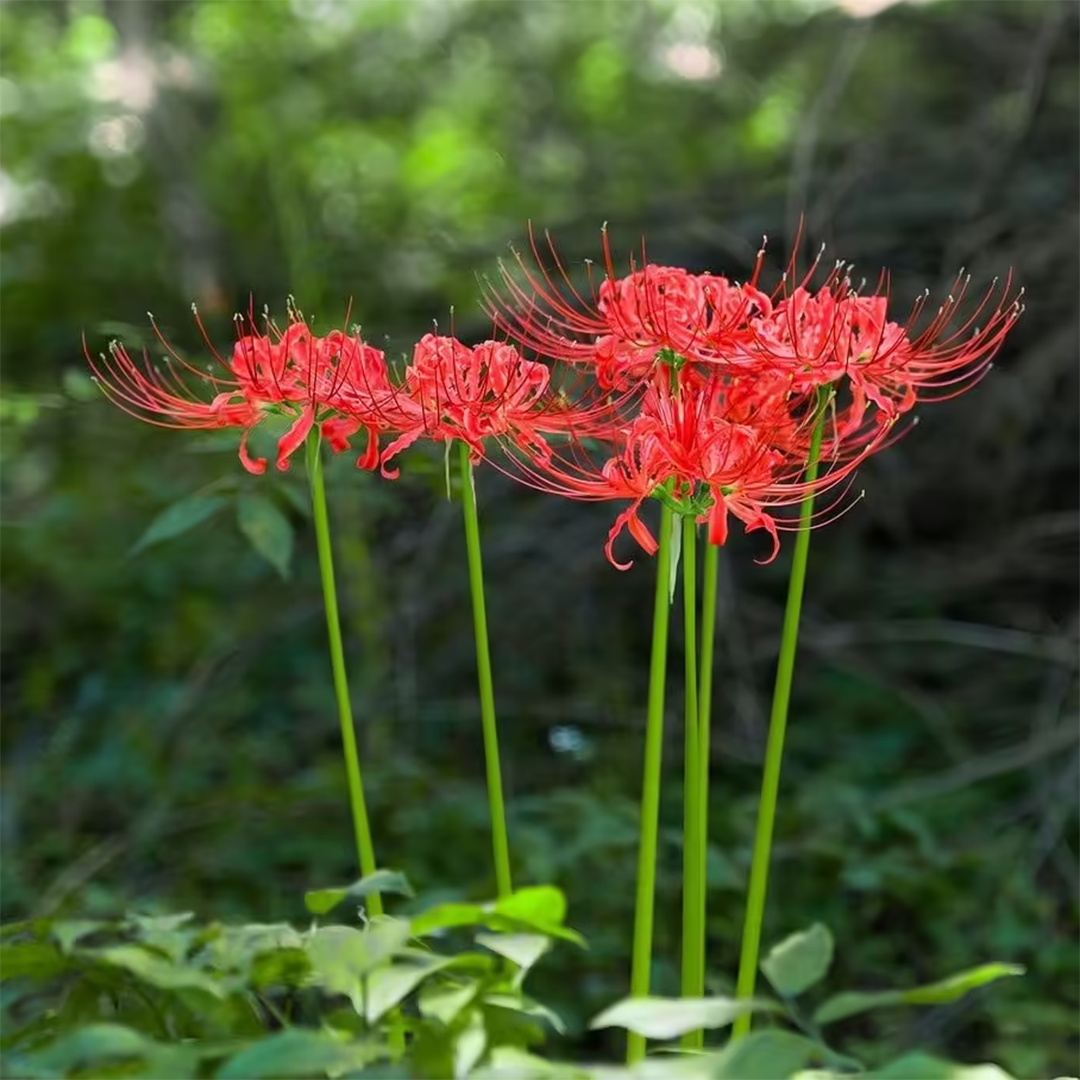Lycoris Radiata – Red Spider Lily (PACK OF 5 Bulbs)