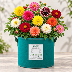 Dahlia Unwin Bedding Mix growing in GREEN GARDENS G-12 grow bag