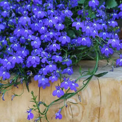 Lobelia Seeds - Crystal Palace (Blue) {WINTER}