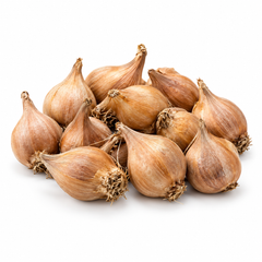 Dutch Iris flower bulbs on pure white background showing tan papery skins and pointed tips