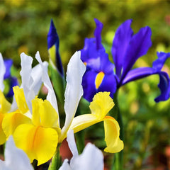 Dutch Iris Bulbs - Mix Colors