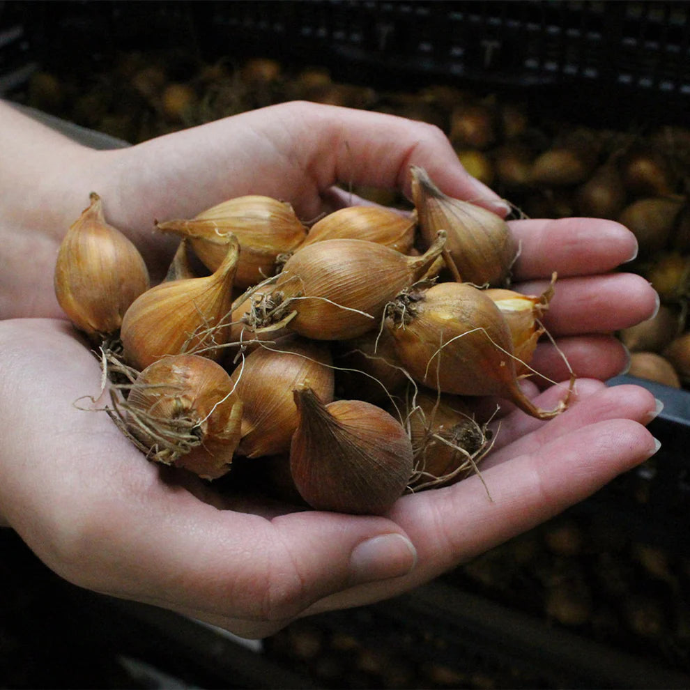 Dutch Iris Bulbs - Mix Colors (Pack of 5)