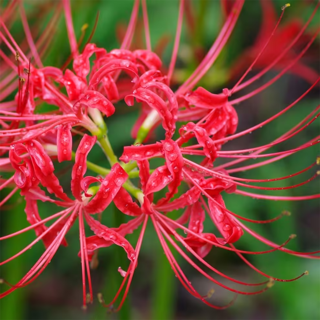 Lycoris Radiata – Red Spider Lily (PACK OF 5 Bulbs)
