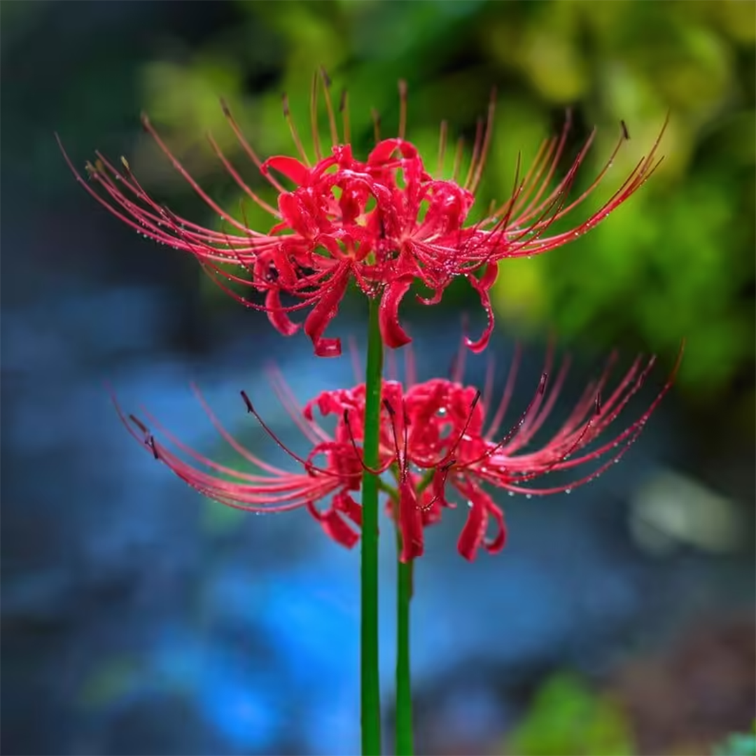 Lycoris Radiata – Red Spider Lily (PACK OF 5 Bulbs)
