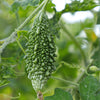Bitter Gourd Seeds (Desi Karela) {SUMMER} دیسی کریلا