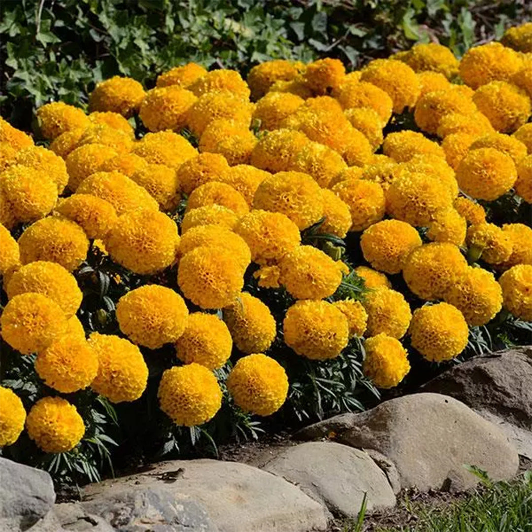 African Marigold –Gold (PanAmerican Seed)