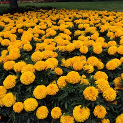 African Marigold –Gold (PanAmerican Seed)
