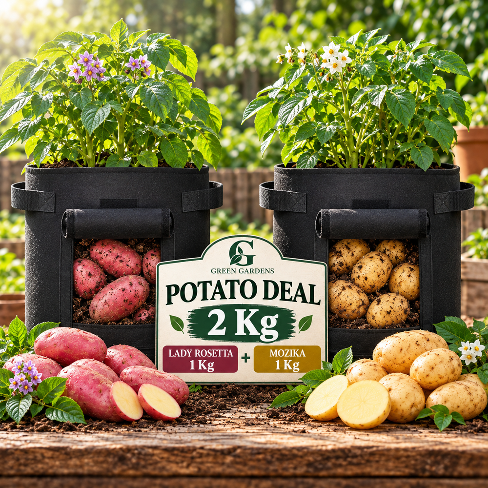 Lady Rosetta and Mozika potato plants in separate GREEN GARDENS G-15 P black felt grow bags with harvest windows