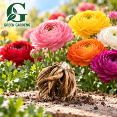 Single Ranunculus Mixed corm with assorted flowers – GREEN GARDENS