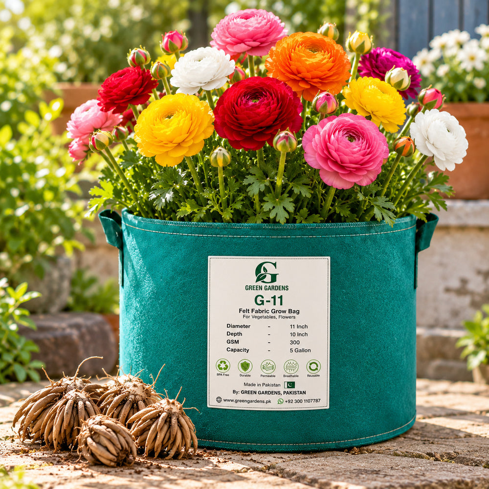 Ranunculus Mixed flowers growing in GREEN GARDENS G-11 grow bag