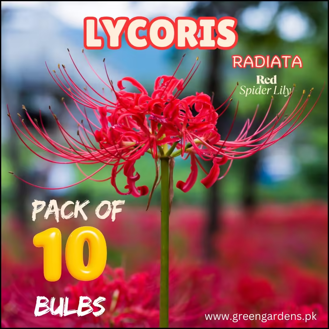 Lycoris Radiata – Red Spider Lily (PACK OF 10 BULBS)