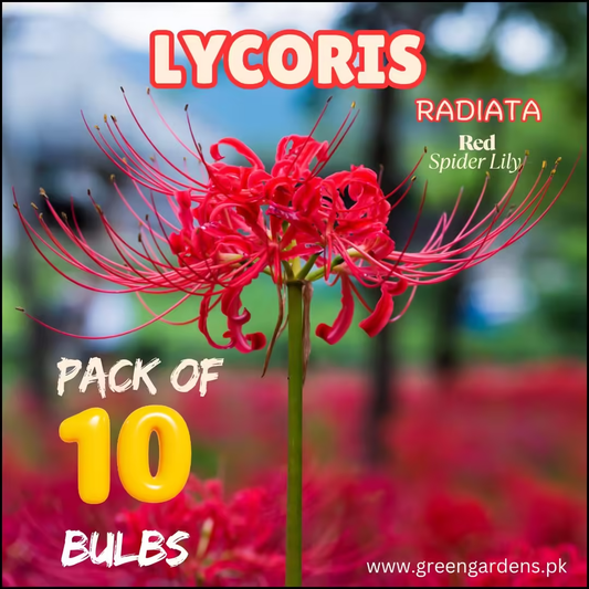 Lycoris Radiata – Red Spider Lily (PACK OF 10 BULBS)
