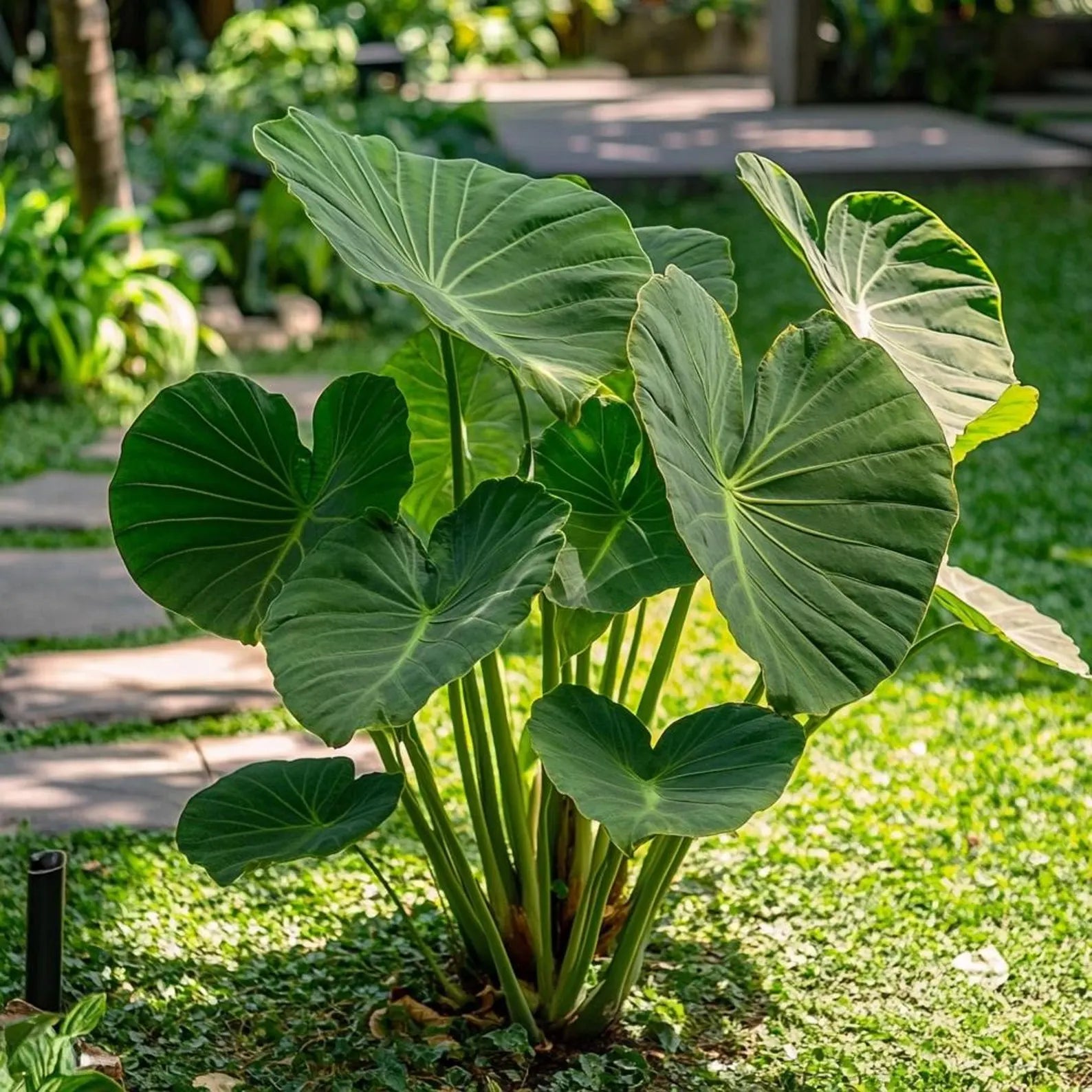 Alocasia Bulbs - GREEN (Elephant Ear)