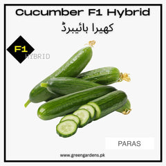 Cucumber, F1 Hybrid (PARAS) High Yeild Partheno Varietyکھیرا ہائیبرڈ پارس