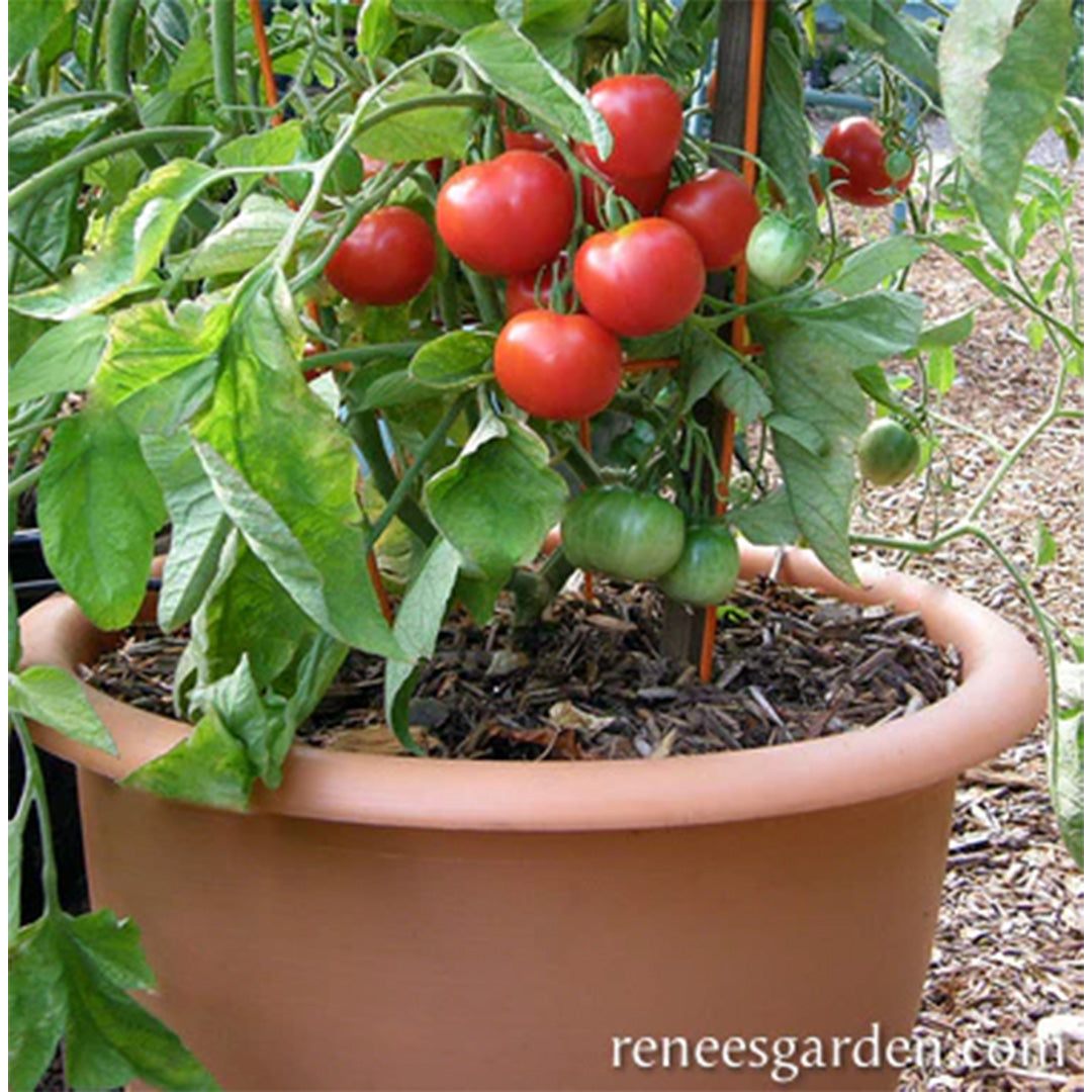 Private: Tomato Stupice, Heirloom Seeds (WINTER)