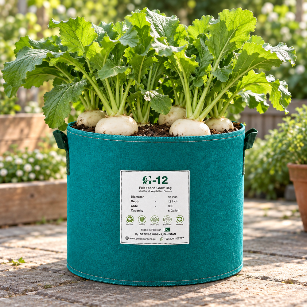 Japanese White Turnip mature plants in GREEN GARDENS G-12 Green Grow Bag with white roots at soil surface