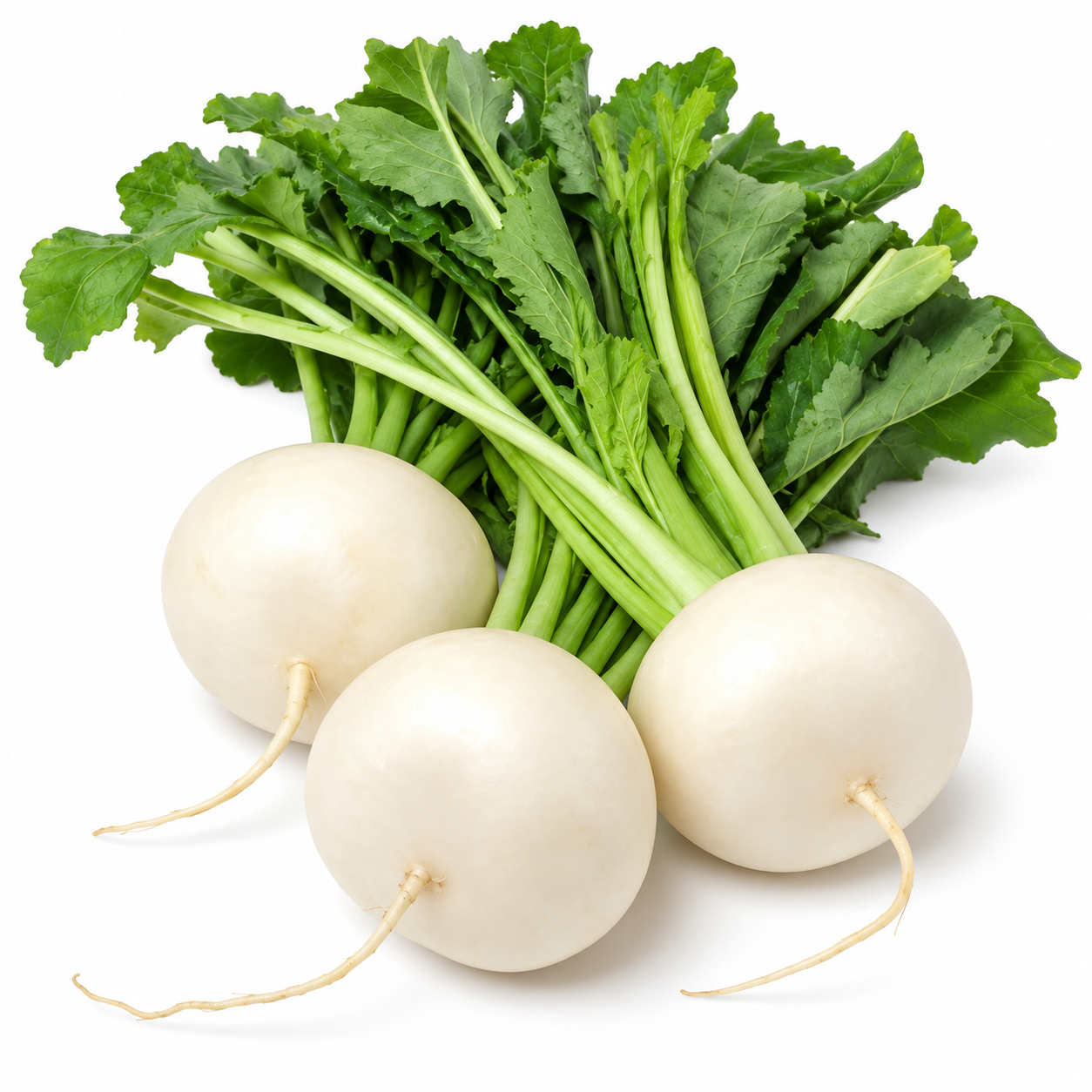 Japanese White Turnip white roots with leafy greens against pure white background