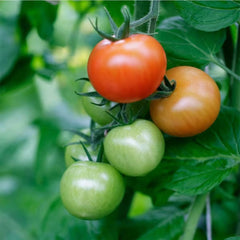 Private: Tomato Stupice, Heirloom Seeds (WINTER)
