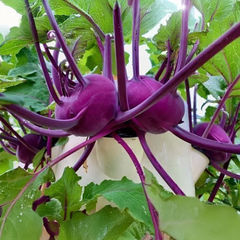 Kohlrabi (Purple)  گنڈھ گوبھی
