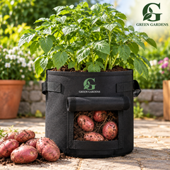 Lady Rosetta potato plant in GREEN GARDENS G-15 P black 15 x 14 inch felt grow bag with harvest flap and red potatoes
