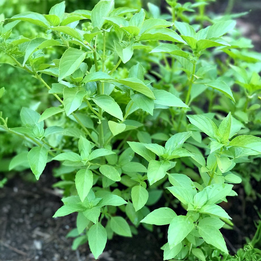Lemon Basil (WINTER/ SUMMER) لیموں نیاز بو