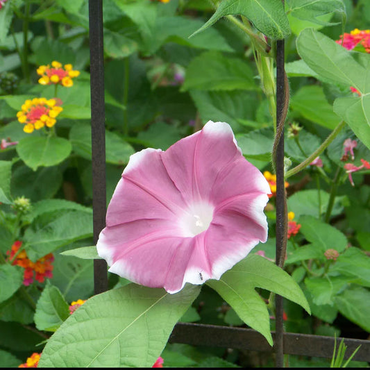 Morning Glory Seeds - Chocolate (SUMMER)