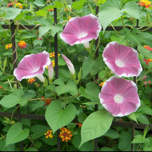 Morning Glory Seeds - Chocolate (SUMMER)