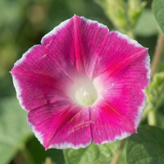 Morning Glory Seeds - Red Picotee (SUMMER)