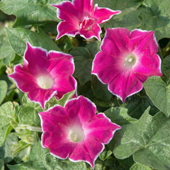 Morning Glory Seeds - Red Picotee (SUMMER)