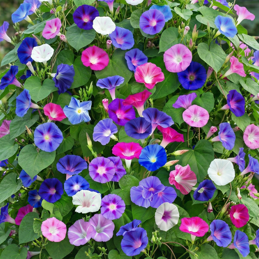 Morning Glory Seeds - Imperial Mix (SUMMER)