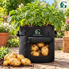 Full potato plant growing in GREEN GARDENS G-15 P black felt grow bag 15 x 14 inches with harvest flap and Mozika potatoes