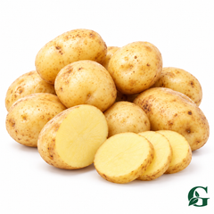 Mozika light-golden potato seed tubers on pure white background with cut potato – GREEN GARDENS
