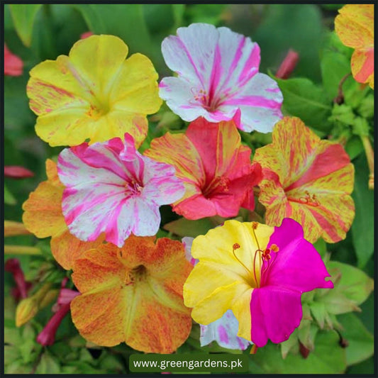 4 O' Clock/ Mirabilis Jalapa Seeds (Bicolour) {SUMMER} گلِ عباسی