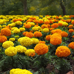 Marigold Crackerjack - Mix