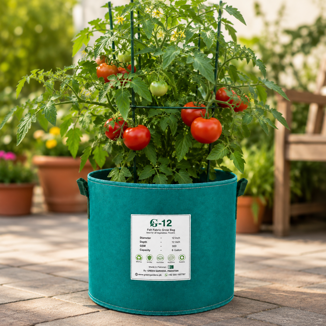 TETI tomato from Azerbaijan with firm uniform red round to slightly oval fruits – tomato seeds for home gardening in Pakistan