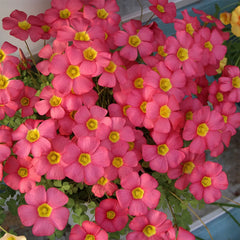 oxalis-rhodo-purple-ornamental-plant.jpg-1