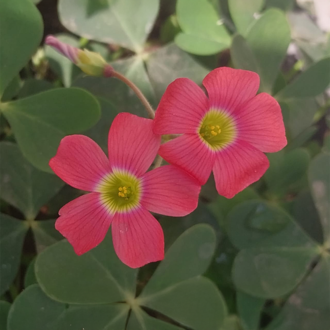 oxalis-rhodo-purple-ornamental-plant.jpg-3