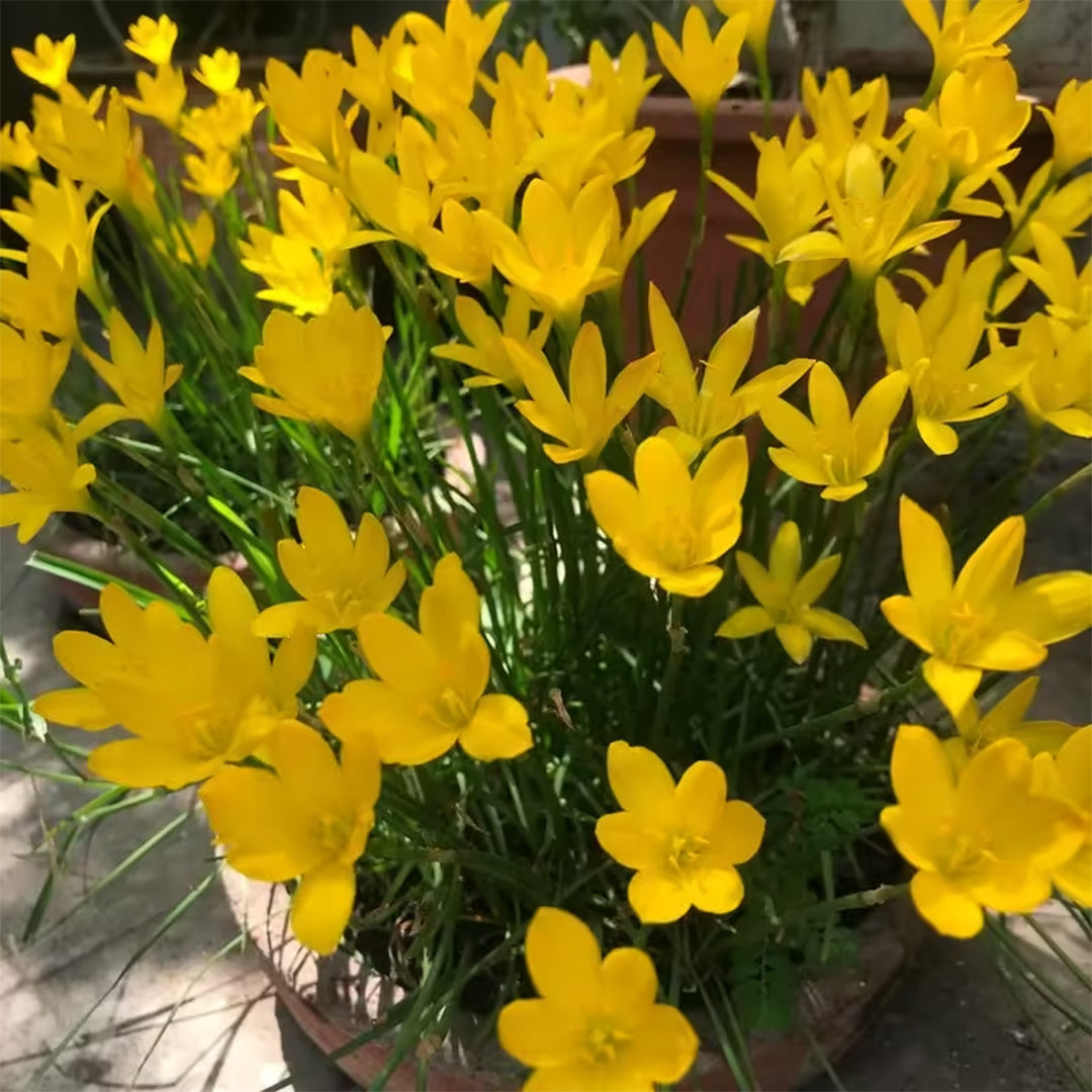 Rain Lily, Yellow – SUPER DEAL (Pack of 10 Bulbs)