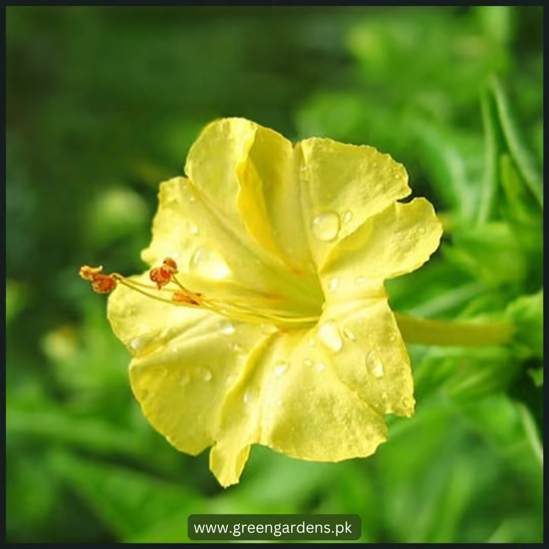 4′ O Clock , Mirabilis Jalapa, Seeds (Yellow)گلِ عباسی