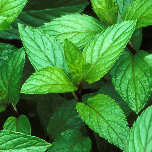 Peppermint Seeds - Mentha Piperita (0.1 g) By Horti Tops®