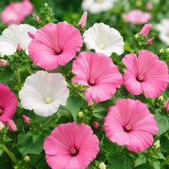 Rose Mallow Seeds – Lavatera trimestris Flower Seeds Pakistan (WINTER)
