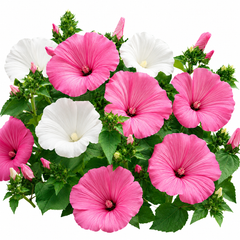 Rose Mallow Seeds – Lavatera trimestris Flower Seeds Pakistan (WINTER)