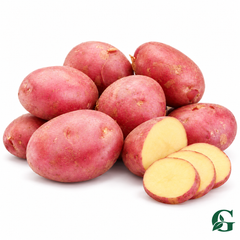 Lady Rosetta red-skinned seed potatoes on white background with sliced potato – GREEN GARDENS